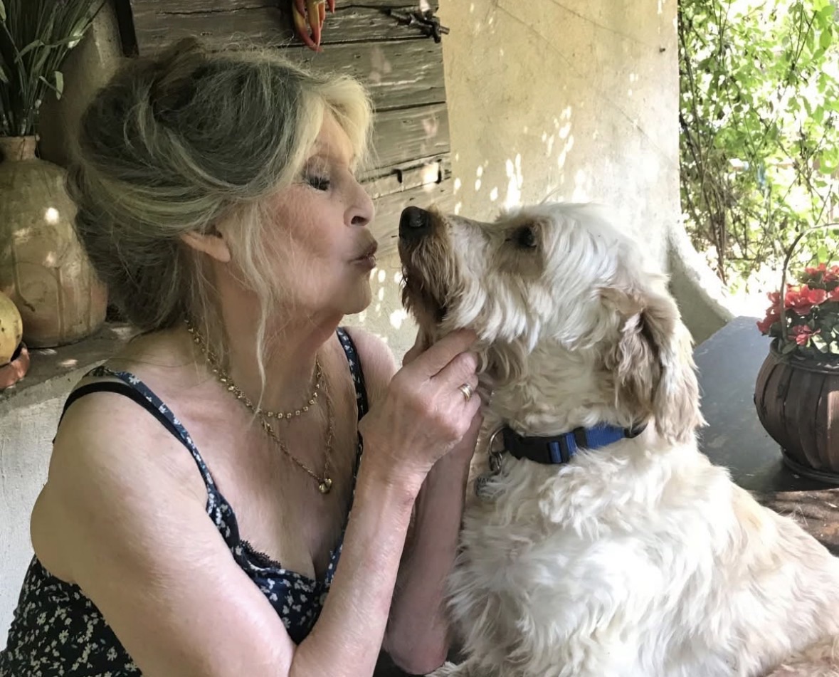 Brigitte Bardot  1934 2025   Jeta  Karriera  dhe Trashëgimia